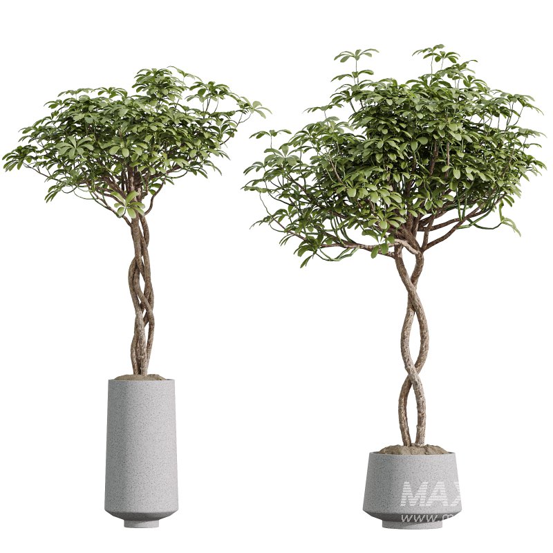 ntal appeal. Schefflera Arboricola, the Umbrella Tree, is admired for its lush, rounded clusters of glossy leaves and elegant branching form. Yucca Elephantipes Gigantea adds architectural strength with its tall, upright stems crowned by spiky green rosettes. Completing the set, Spathiphyllum Wallisii ‘Bellini’ Peace Lily Domino showcases elongated, deep green leaves with elegant variegation, a timeless favorite for indoor environments. Together, these plants create a balanced composition of tropical vibrancy and refined greenery, ideal for modern interiors and architectural visualization. - Image 2