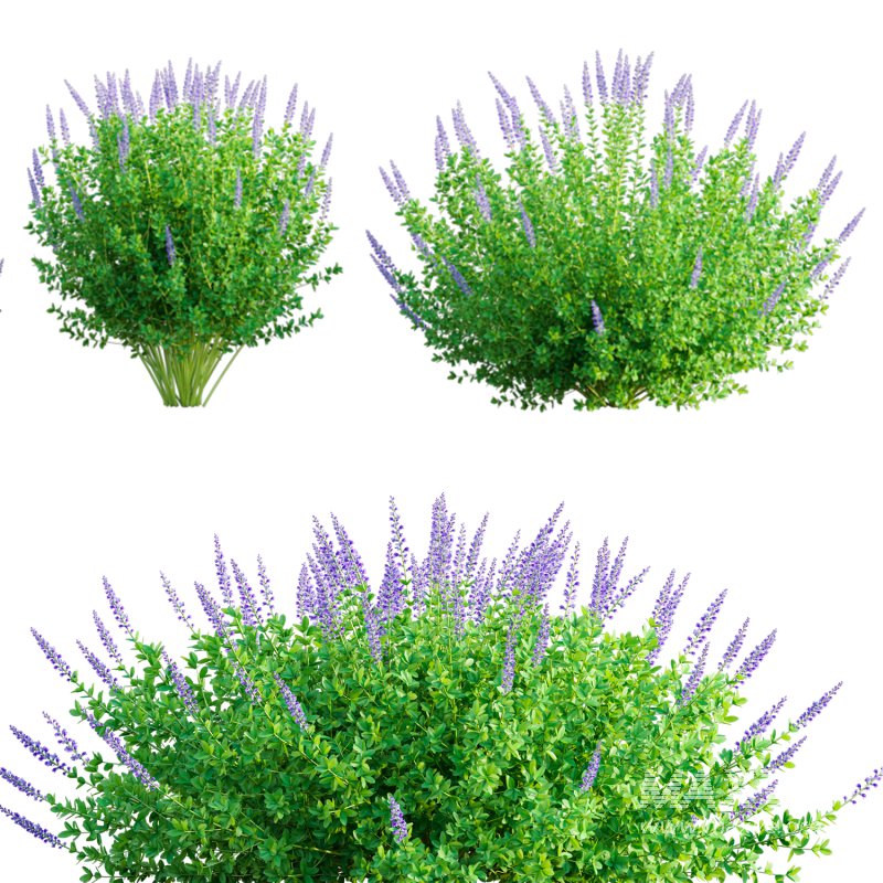 Baptisia_02 - Image 1