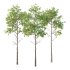 fagus sylvatica Tree 01 - Thumbnail 3