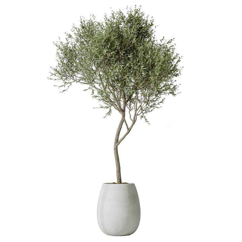 AV Indoor Plants Set 294 Ficus Marginata Olive Banana Nicolai Yucca Palm Ficus Benjamina - Image 1