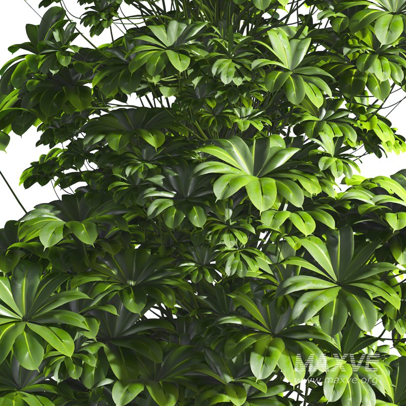 Indoor Plant 011 - Image 4