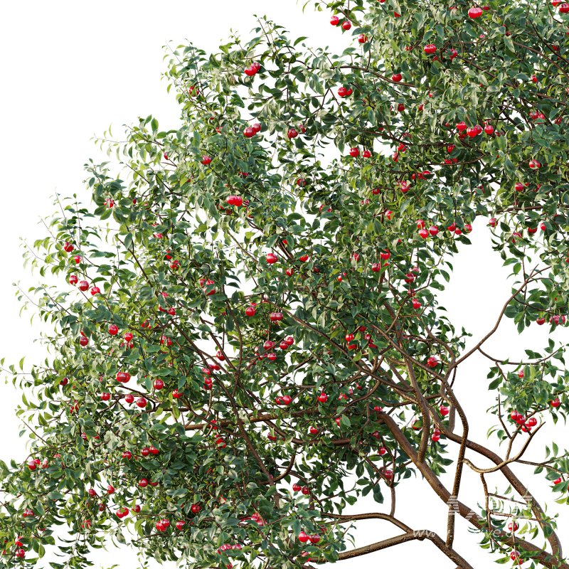 ntal and culinary value. - Image 3