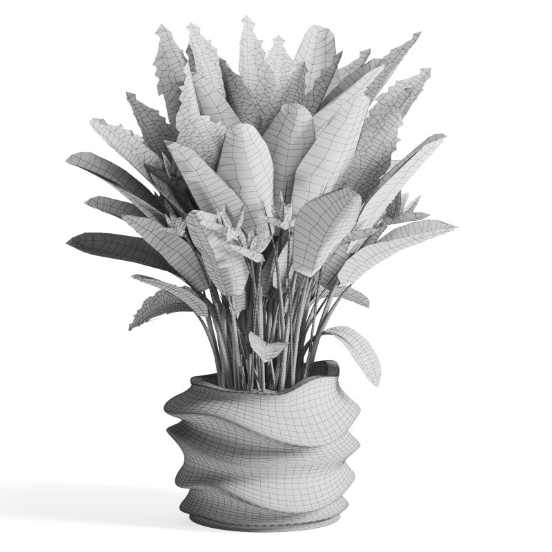 Indoor Plant Bird of Paradise - Image 3