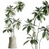 AV Indoor Plants Set 304 Areca Palm and Dracaena Marginata and Lemon Dragon and Ficus - Thumbnail 5