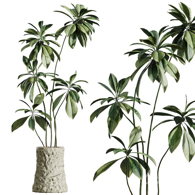 AV Indoor Plants Set 304 Areca Palm and Dracaena Marginata and Lemon Dragon and Ficus - Image 5