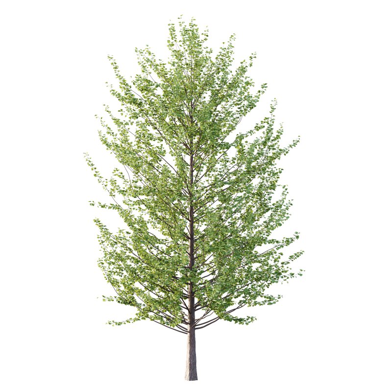 Different Trees 37 - Image 3