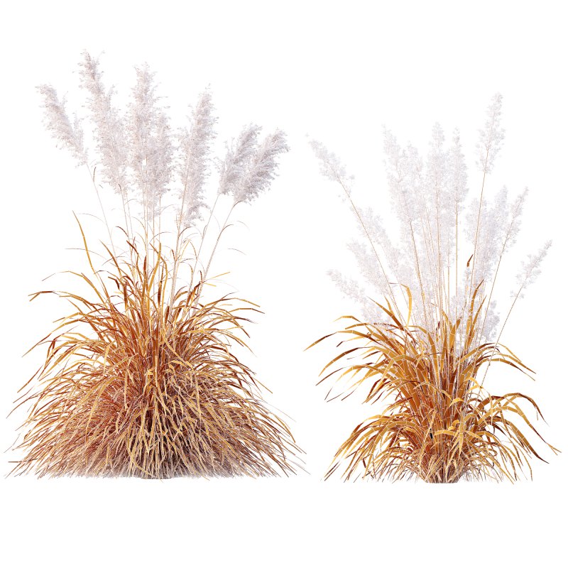 ntal grasses: Cortaderia Selloana (Pampas Grass) and Nassella Tenuissima (Mexican Feather Grass). With their graceful, airy plumes and gently arched green blades, these models are ideal for naturalistic landscapes, boho gardens, wild gardens, or accent planting. - Image 8