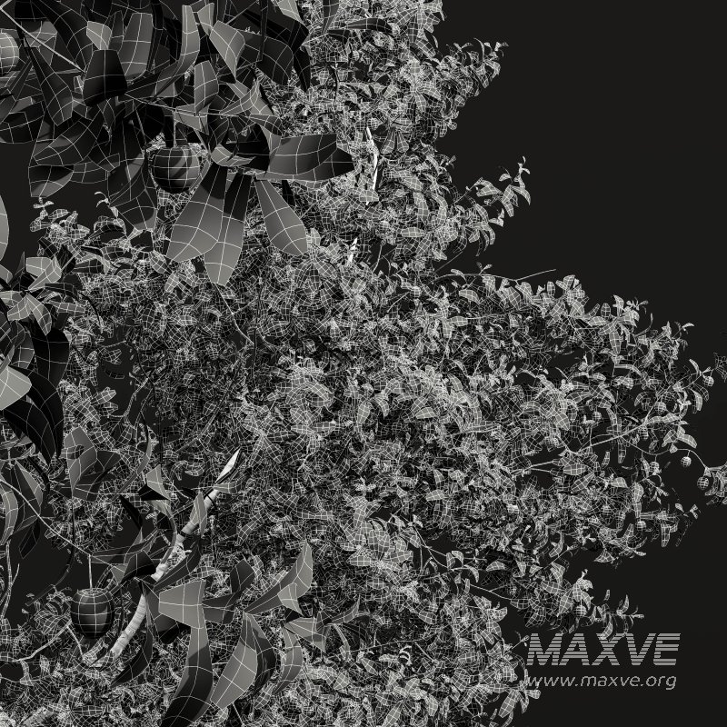 ntal and culinary value. - Image 14