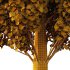 fagus sylvatica tree 08 - Thumbnail 4