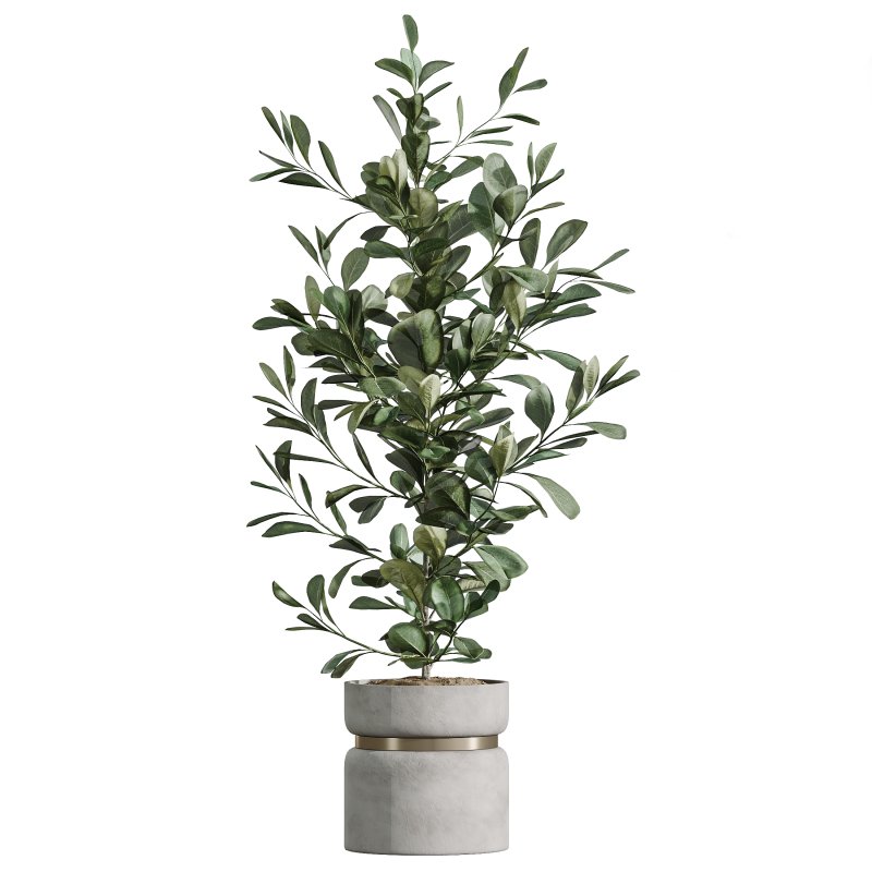 AV Indoor Plants Set 287 Lemon Ficus Laurel Aspidistra Cast iron - Image 2