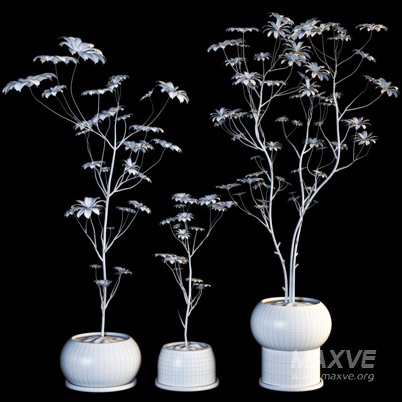 indoor plant 08 - Image 6