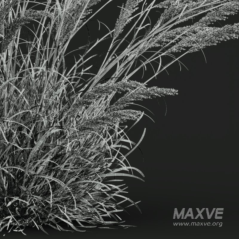 ntal grass hybrid that brings vertical elegance to any garden or architectural visualization. Originally cultivated in Germany and widely popularized across Europe and North America, this perennial grass features upright, feather-like plumes and narrow green blades that shift to golden hues in late summer. Its architectural form, graceful sway in the wind, and low-maintenance nature make it a favorite among designers looking to evoke movement, rhythm, and a naturalistic softness in modern landscapes. - Image 13