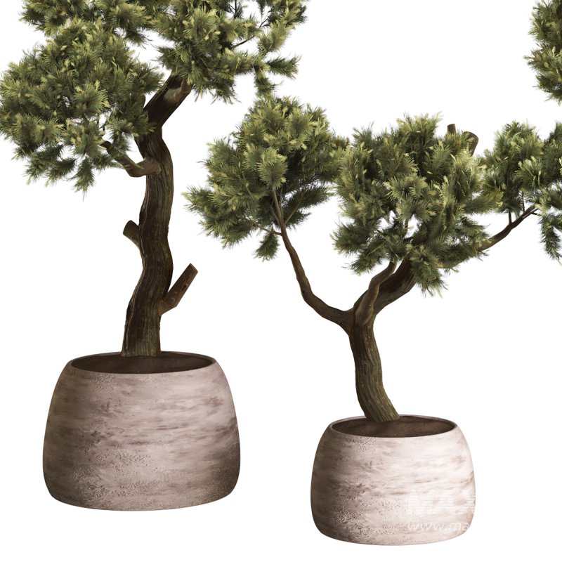 Topiary Ball in Pot Collection 012 - Image 5