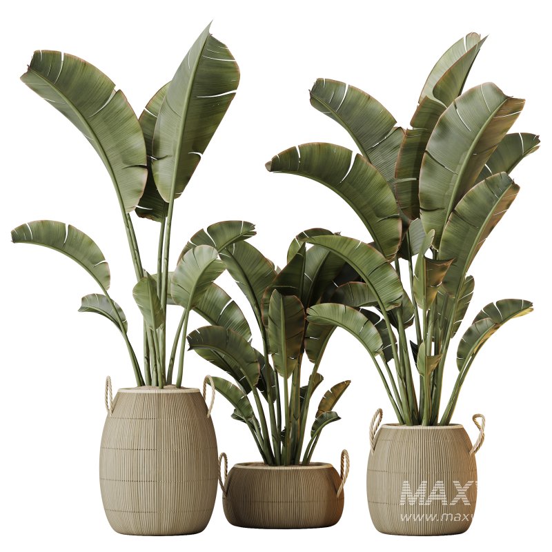 AV Indoor Plants Set 285 Ravenala Banana Strelitzia Nicolai Bird Of Paradise Set - Image 2
