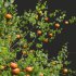 AV Fruit Trees Diospyros Kaki Persimmon and Malus Pumila Apple Green - Thumbnail 3