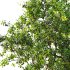 AV Fruit Trees Prunus Salicina Plum Pflaume and Pear Pyrus Communis - Thumbnail 2