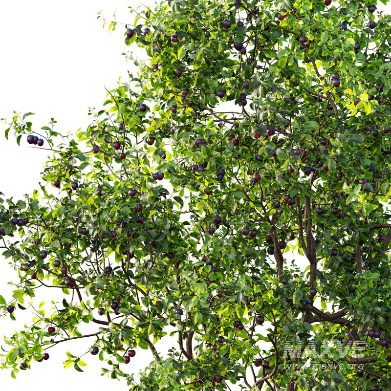 AV Fruit Trees Prunus Salicina Plum Pflaume and Pear Pyrus Communis - Image 2