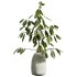 AV Indoor Plants Set 299 Japandi Ficus Dracaena Marginata and Mission Arbequina Olive - Thumbnail 6