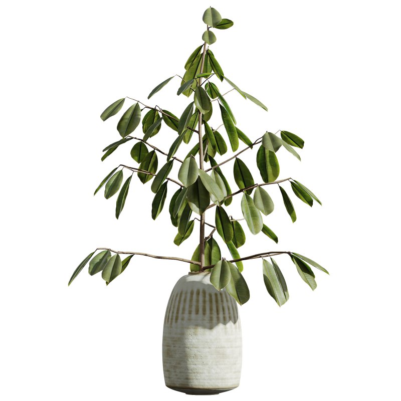 AV Indoor Plants Set 299 Japandi Ficus Dracaena Marginata and Mission Arbequina Olive - Image 6
