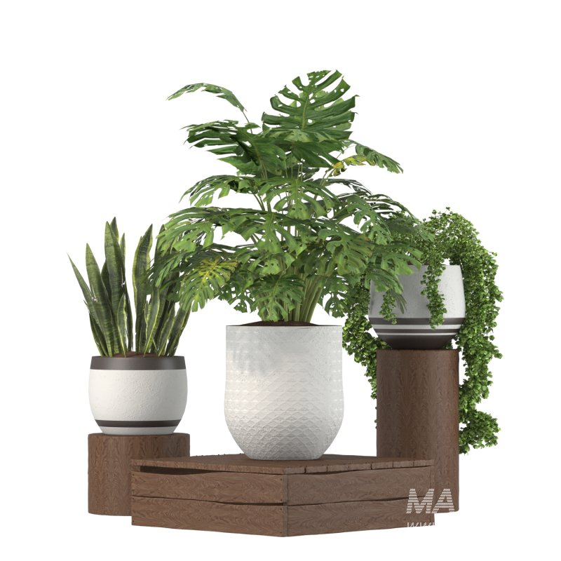 Plant Set 02 - Image 4