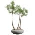 AV Indoor Plants Set 306 Japandi Decorative Minimalism Ficus Dracaena Marginata - Thumbnail 6