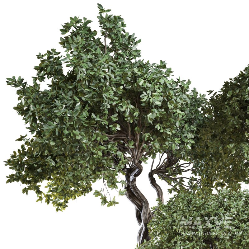 Indoor Plant Set 04 - Image 3