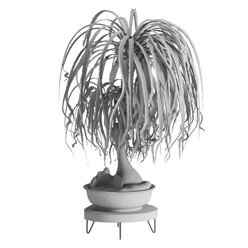 Indoor plant Beaucarnea Recurvata - Image 3