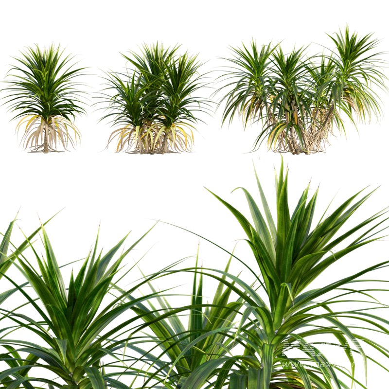 Pandanus amaryllifolius | Pandan leaves | Edible pandan 02 - Image 1