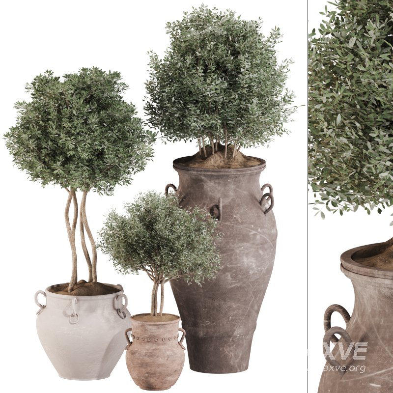 Outdoor Tree Collection in Pot 02 - Image 1