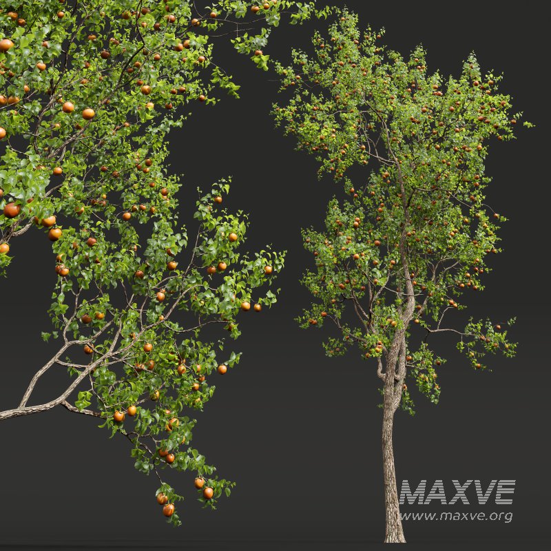 AV Fruit Trees Diospyros Kaki Persimmon and Malus Pumila Apple Red - Image 6