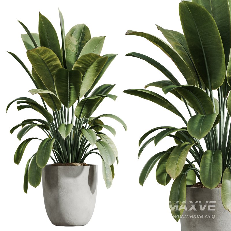 AV Indoor Plants Set 285 Ficus Marginata Olive Yucca Rostrata Palm Abidjan - Image 4