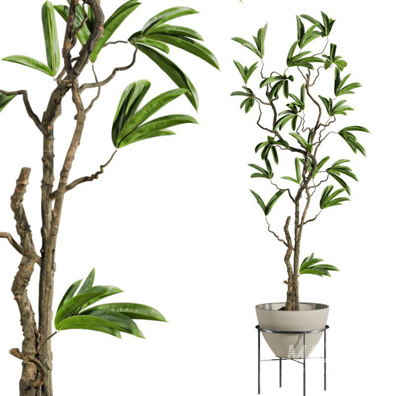 potted plant - Image 1