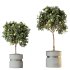 AV Indoor Plants Set 288 Fruit Lemon Tree and Banana Nicolai and Ficus Dracaena Marginata and Olive - Thumbnail 3