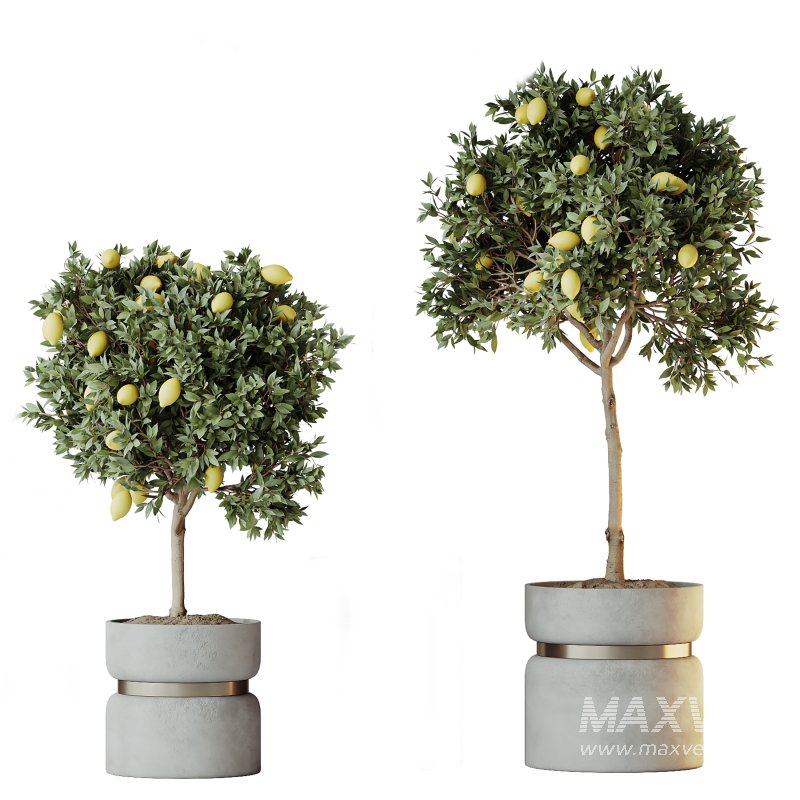 AV Indoor Plants Set 288 Fruit Lemon Tree and Banana Nicolai and Ficus Dracaena Marginata and Olive - Image 3