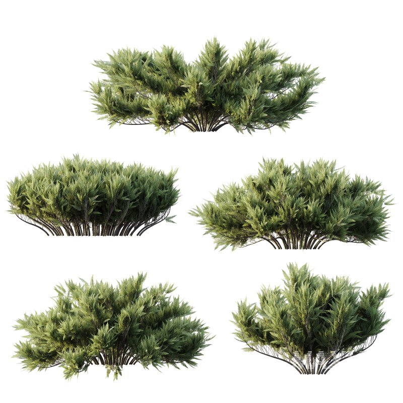 AV Plant Blue Sargent Juniper Parsoni Gallon Juniperus Sabina Chinensis - Image 2