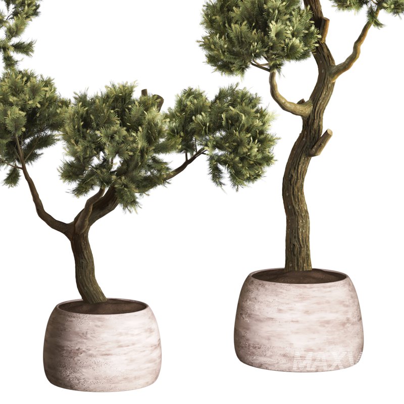 Topiary Ball in Pot Collection 012 - Image 6