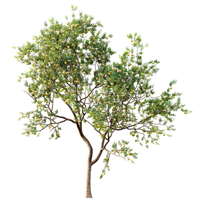 AV Fruit Trees Malus Pumila Apple Yellow and Citrus Sinensis Orange Arancio - Image 3