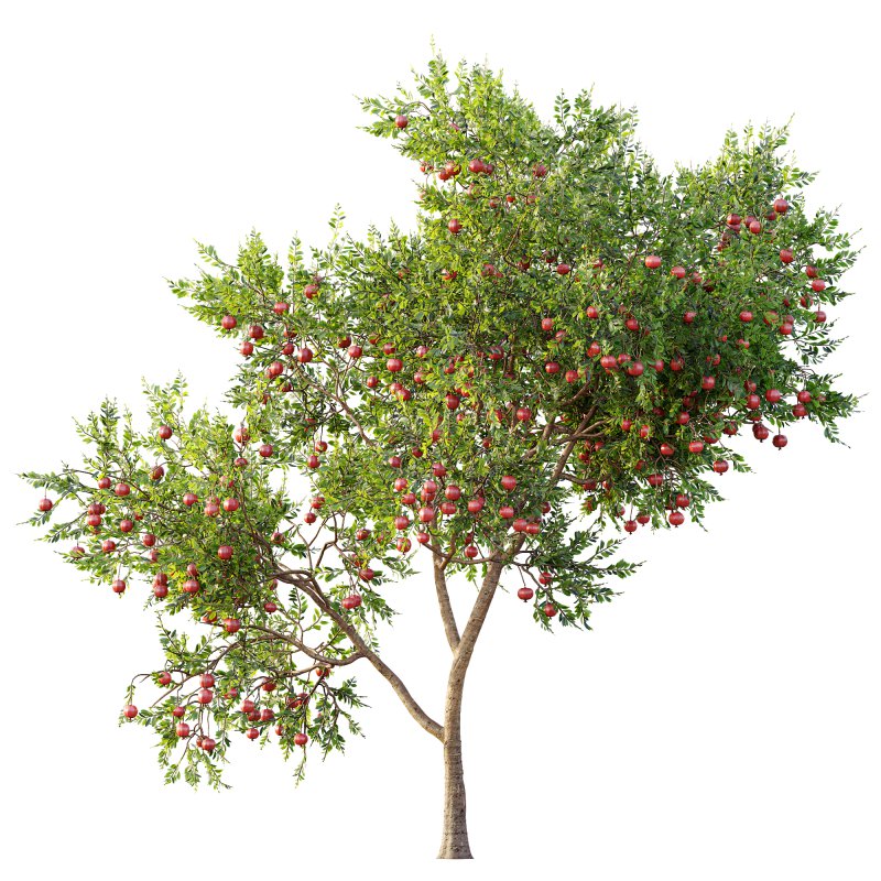 AV Fruit trees Punica Granatum Pomegranate and Citrus Sinensis Orange Arancio - Image 4