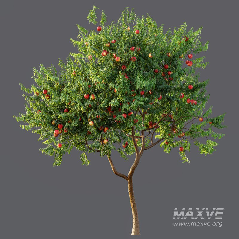 ntal charm. - Image 9