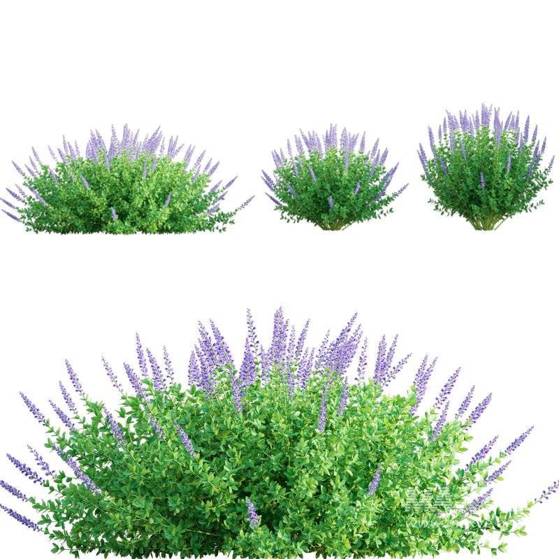 Baptisia_02 - Image 1