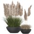 Pampas and Grass in Pot - Thumbnail 1