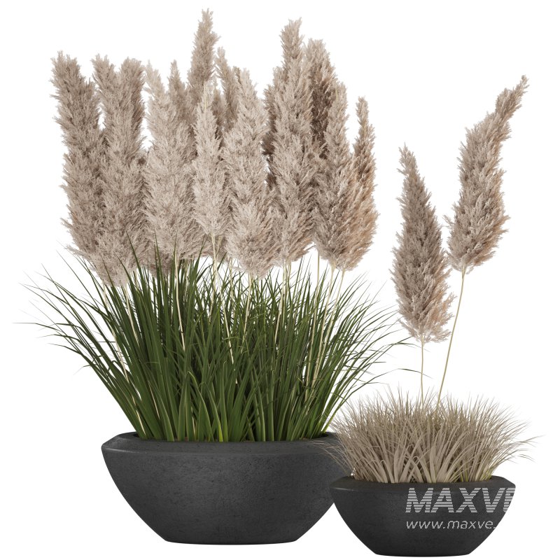 Pampas and Grass in Pot - Image 1