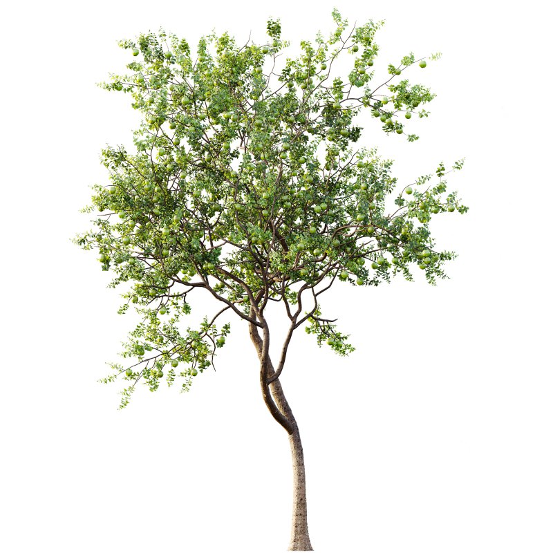 AV Fruit Trees Diospyros Kaki Persimmon and Malus Pumila Apple Green - Image 1