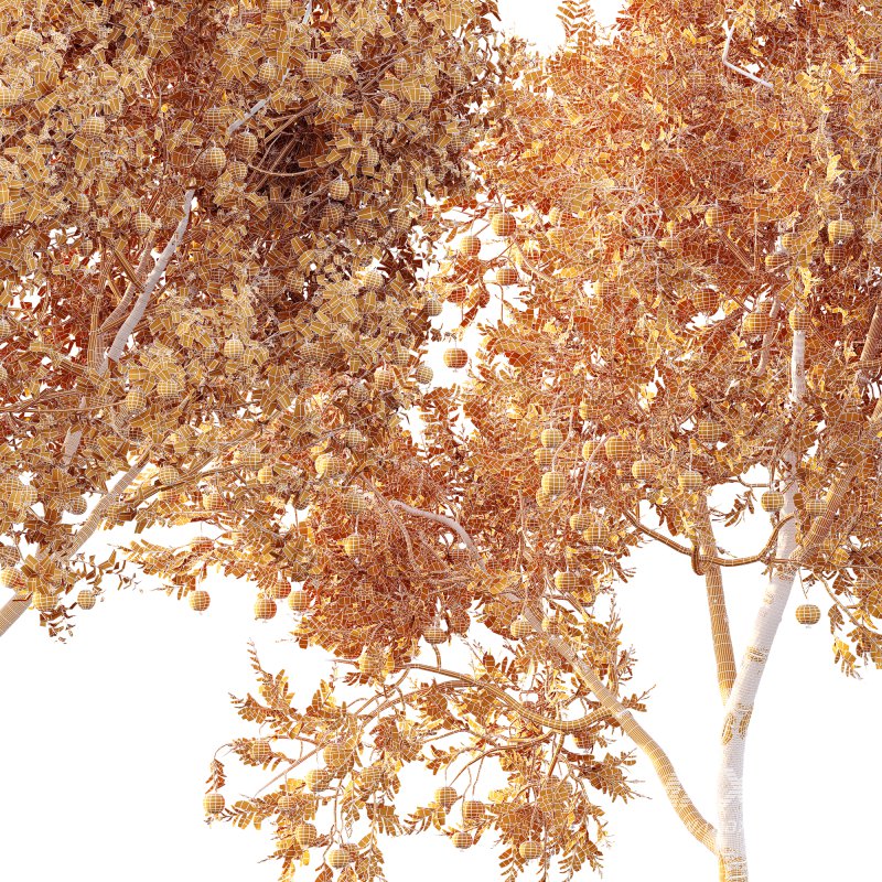 AV Fruit trees Punica Granatum Pomegranate and Citrus Sinensis Orange Arancio - Image 7