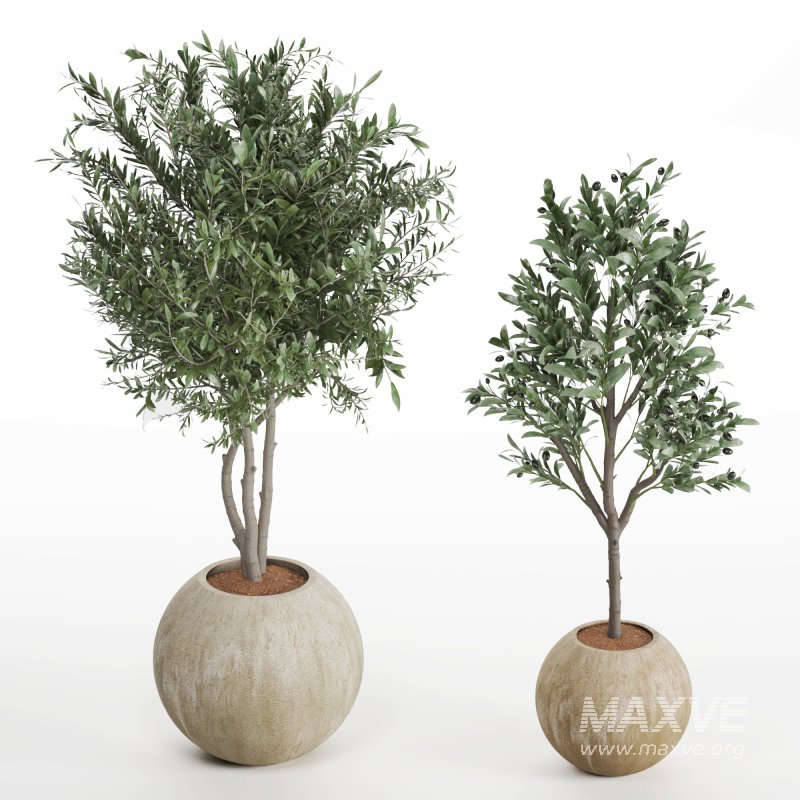 Indoor Plant Olive - Image 6