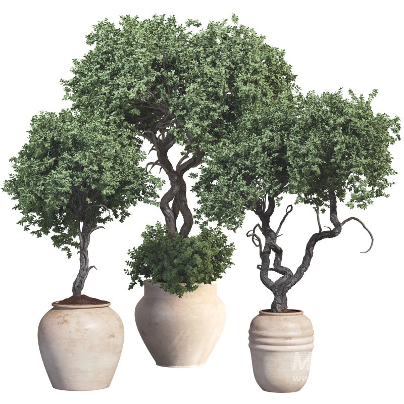 Outdoor Plant 09 - Image 1