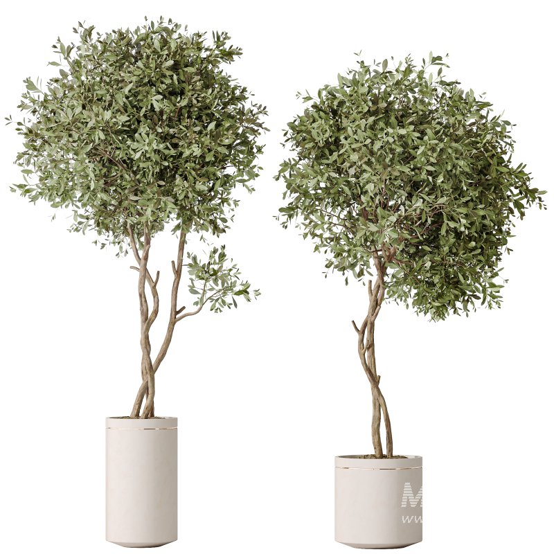 AV Indoor Plants Set 302 Mission Kalamata Leccino Arbequina Wilsonii olive - Image 2