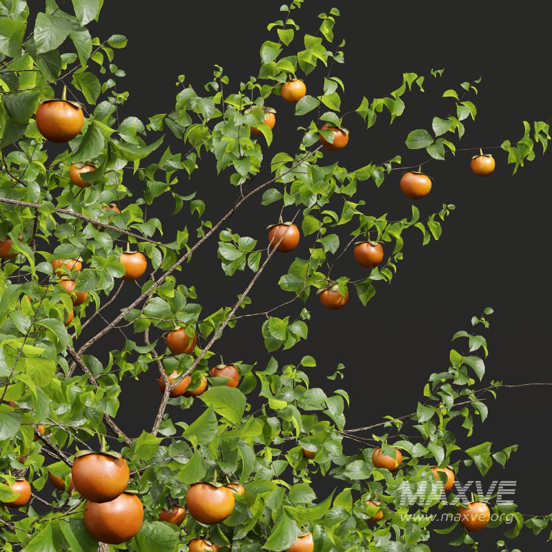 ntal and productive garden designs. - Image 1