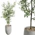 AV Indoor Plants Set 303 Europaea Olive Eucalyptus and Alocasia Jardin and Ficus Fig - Thumbnail 5