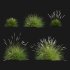 Sesleria autumnalis | Autumn moor grass - Thumbnail 1